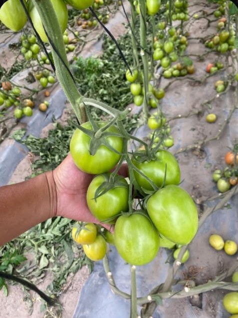 Cultivo de jitomate de Don Armando nutrido con productos Rali